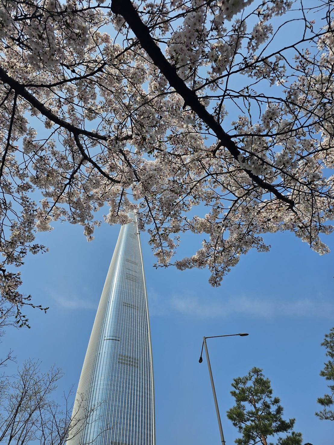 ロッテタワーと桜