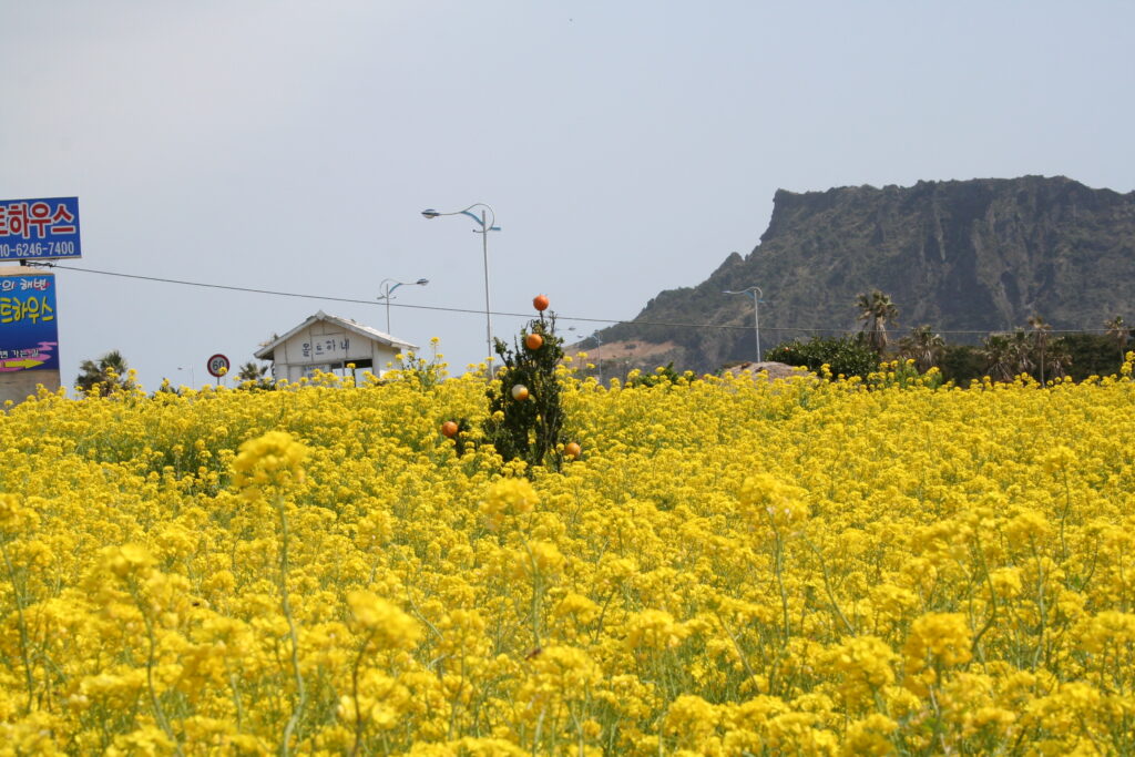 済州島の城山日出岬を望む菜の花畑