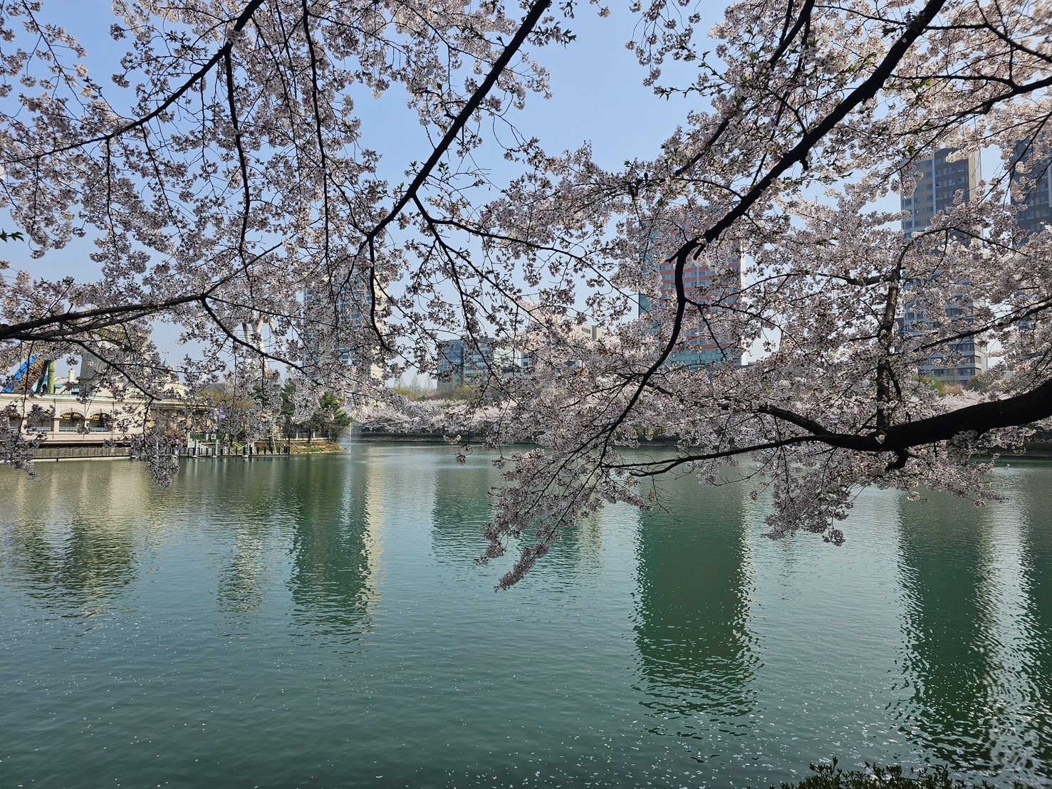 漢江と桜