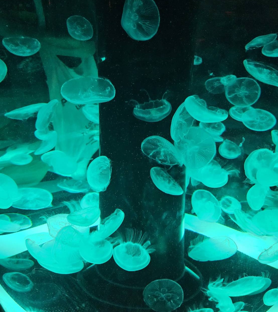 水族館のクラゲ