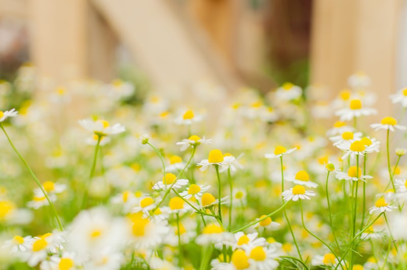 かみつれの花